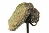 Fossil Triceratops Vertebra Section w/ Metal Stand - South Dakota #354348-2